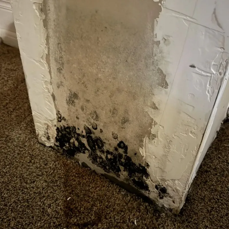 Professional Mold Removal in Lawrence County, IN